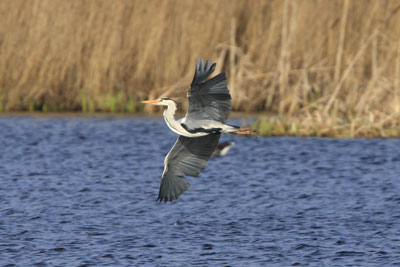 Bird photography by Betty Fold Gallery